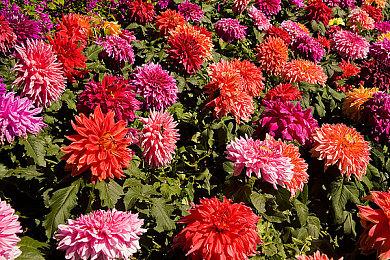 N卡新驱动发布 支持《死亡岛2》和《星球大战绝地：幸存者》